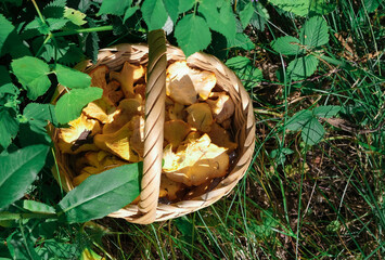 Fresh forest chanterelles in a wicker or woven basket. a rustic basket full of forest mushrooms on a grass. autumn harvesting concept. top view. high protein meal. vegetarian ingredient.