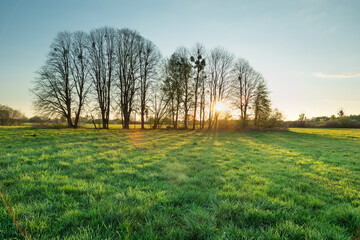 Sun behind the trees in a green meadow, shadows on the grass and clear sky