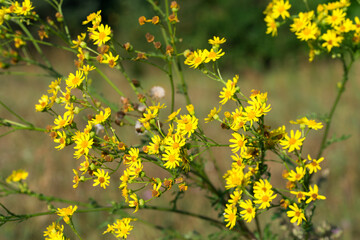 Jacobaea vulgaris,   ragwort yellow flowers closeup selective focus
