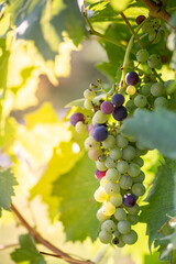 Fototapeta premium Close-Up of ripe white wine grapes with sunlight