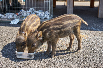 うりぼーの兄弟
