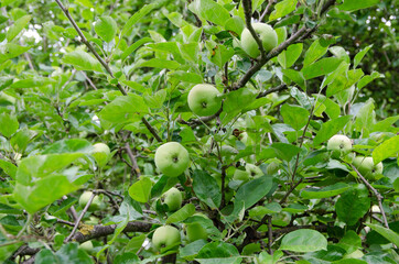 green apples on a tree in orchard.