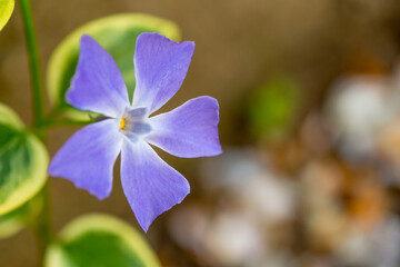 Myrtle Periwinkle flower in the field isolated with blurred background