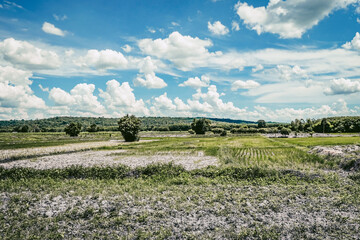 Beauty of green rice fields with mountain background 