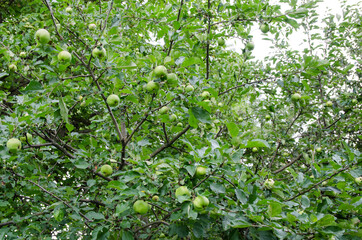 green apples on a tree in orchard.