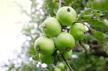 Closeup of green apples on a branch in an orchard