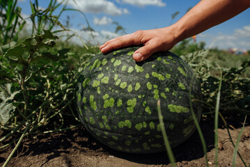 Watermelon.Watermelon farm.Green watermelon growing in the garden