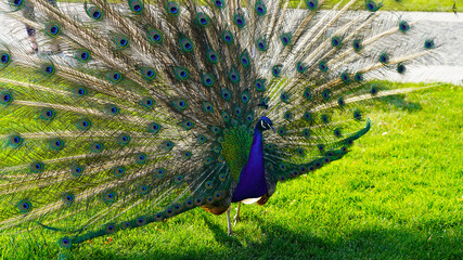 Obraz premium Close-up of an open peacock tail, bright feathers, a beautiful big bird, male peacock on a green lawn petting zoo, nature park