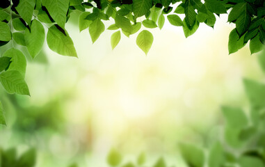 Fototapeta na wymiar Closeup nature view of green leaf on blurred greenery background in garden with copy space for text using as summer background natural green plants landscape, ecology, fresh wallpaper concept.