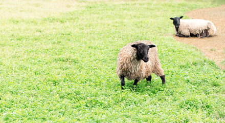 Two sheep on natural pasture with green grass. Eco farm concept