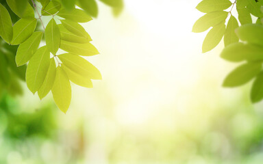 Closeup nature view of green leaf on blurred greenery background in garden with copy space for text using as summer background natural green plants landscape, ecology, fresh wallpaper concept.