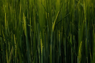 Getreide Gerste Grannen Ackerbau Feld Reife Wachsum gesund grün Hintergrund Struktur grafisch