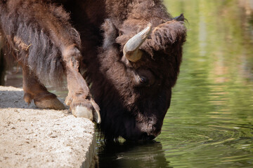 Adult american bison drinking water