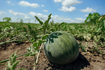 Watermelon.Watermelon farm.Green watermelon growing in the garden