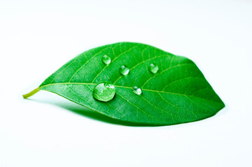 Close up of water drops on green leave and white background.