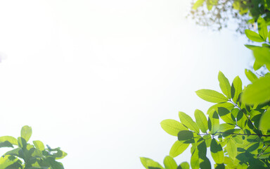 Closeup nature view of green leaf on blurred greenery background in garden with copy space for text using as summer background natural green plants landscape, ecology, fresh wallpaper concept.