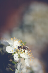 The bee collects pollen from white plum flowers. Spring blossoming scene