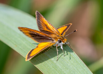 Least Skipper (Ancyloxypha numitor)