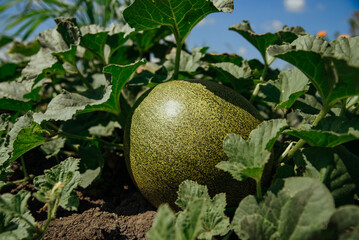 Green melon growing in the field. Unripe melon.