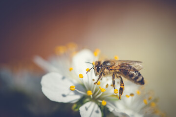 The bee collects pollen from white plum flowers. Spring blossoming scene