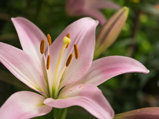 ピンク色のユリ