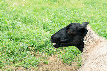Fototapeta premium Portrait of a funny sheep with smile on green grass. Copy space, close up
