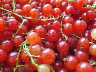 Red berries background texture