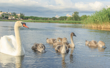 a graceful swan with its little swans swims in a summer lake 