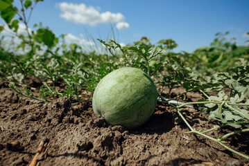 Watermelon.Watermelon farm.Green watermelon growing in the garden