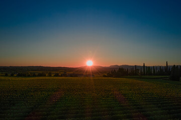 Low orange sun over vineyards plantations at sunset in the mountains of Italy. Panoramic view of the vineyard plantation at sunset. Vineyards in Italy