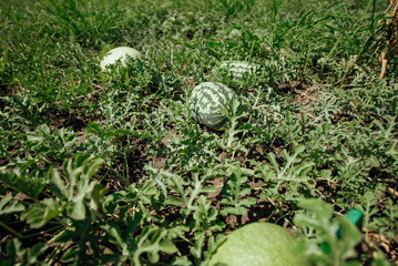 Watermelon.Watermelon farm.Green watermelon growing in the garden