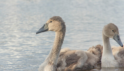  portrait of a little gray swan in a lake 