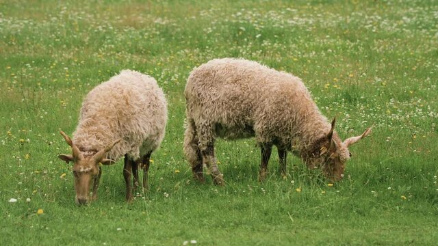 Two hungarian racka sheep grazing in a meadow