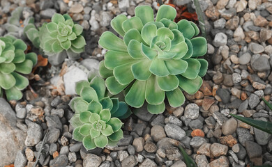 Succulent plants (echeveria) in stones