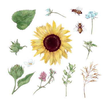 Set of elements of sunflowers and wildflowers in digital watercolor style