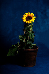 sunflower in a vase