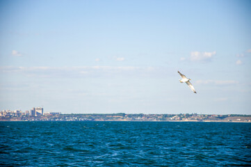 Beautiful horizon on the sea. Waves. Sunny day at sea.