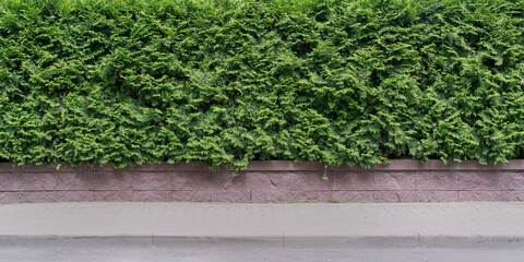 natural empty hedge with green cypress fence outdoor on city street