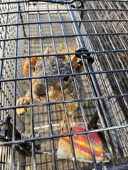trapped squirrel for relocation  © Bethany
