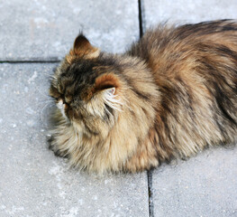 The Persian cat lies on the paving slabs. Close-up, top view.