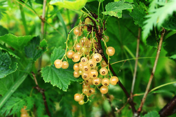 White currant. Blurred green background. Close-up, top view.