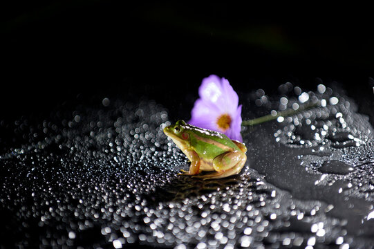 The beautiful night view of flower and frog ay raint day.
