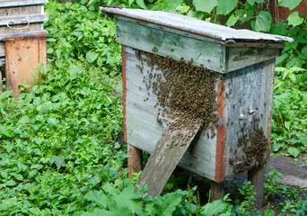 Flying bees near the hive. Wooden beehive and bees. Plenty of bees at the entrance of old beehive in apiary