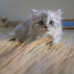 A lovely gray kitten