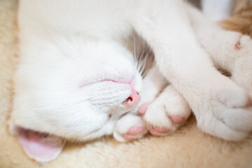 Fototapeta na wymiar 眠る白猫