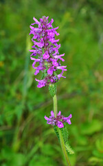Heil-Ziest, Echte Betonie, Betonica officinalis, bishopwort
