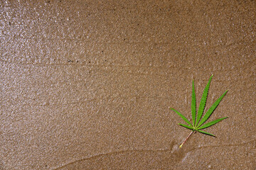 An up close view of a young indoor flowering legal medical marijuana cannabis bud. Here you can see the strong developement of young pistils inside of this cannabis grow facility.