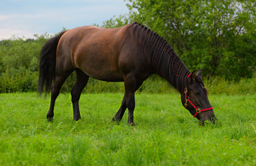 Obraz premium The hungry horse with the red halter and its plaited mane is eating the grass on the pasture.