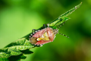 Close up of sloe bug on a nettle