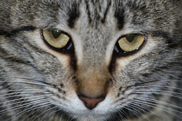 Naklejka premium Close Gato
